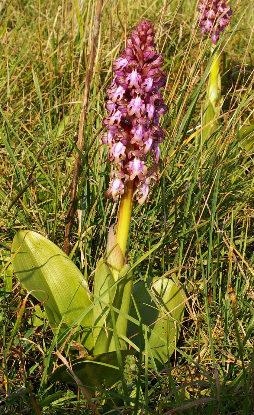 Barlia robertiana / Barlia